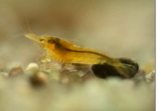 Янтарная креветка - Amber Shrimp