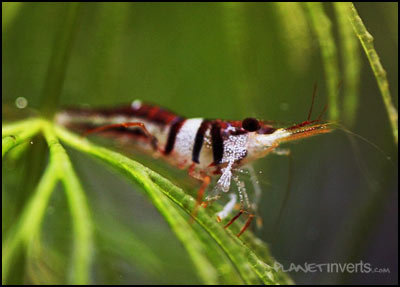 Caridina cf. spongicola - Harlequin Shrimp