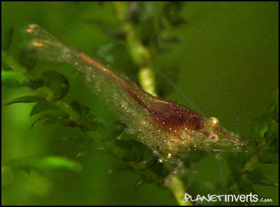Зеленая креветка, Caridina sp. Dark Green