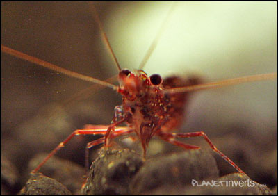 Three Spot Red shrimp