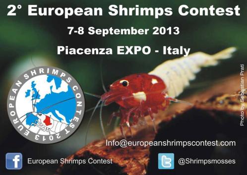 european shrimp contest italy 2013