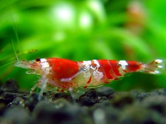 Crystal Red Shrimp B class