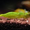 Caridina cf. babaulti Green - зеленая креветка бабаулти