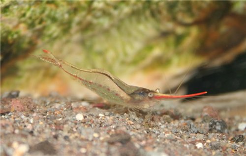 Красноносая Креветка - Rednose Shrimp