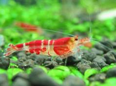 Crystal Red Shrimp C class