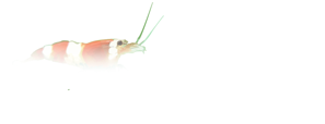 Aquashrimps.ru